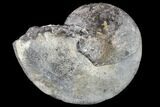 Cretaceous Ammonite (Sphenodiscus) Fossil #113160-1